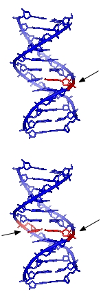 Single strand and double strand DNA damage