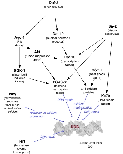 Most lifespan influencing genes affect the rate of DNA damage