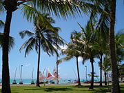 Coconut Trees amongst the warm, tropical climate in Brazil.