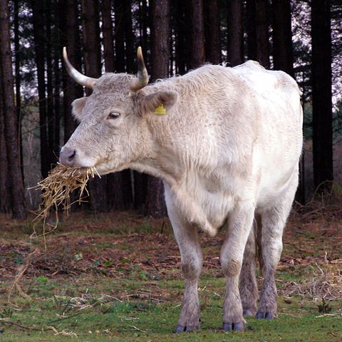 Image:Cow eating straw new forest.jpg