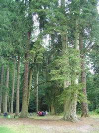 Picnic area in the New Forest