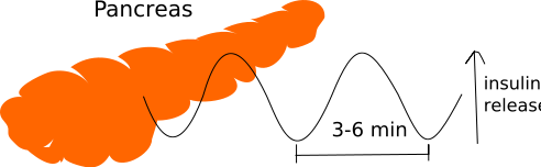 Image:Pancreas insulin oscillations.svg