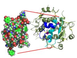 The structure of insulin. The left side is a space-filling model of the insulin monomer, believed to be biologically active. Carbon is green, hydrogen white, oxygen red, and nitrogen blue. On the right side is a cartoon of the insulin hexamer, believed to be the stored form. A monomer unit is highlighted with the A chain in blue and the B chain in cyan. Yellow denotes disulfide bonds, and magenta spheres are zinc ions.