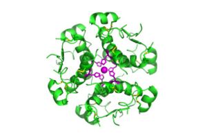 Computer-generated image of insulin hexamers highlighting the threefold symmetry, the zinc ions holding it together, and the histidine residues involved in zinc binding.