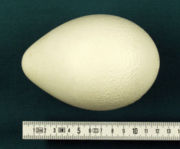 The egg of the Emperor Penguin. It is 12 � 8�cm and vaguely pear-shaped.