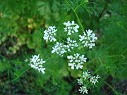 Coriander blossoms