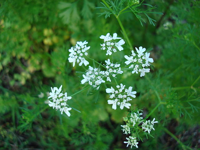 Image:Coriandrum sativum Blossoms3.jpg