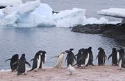 Isabelline Adélie penguin on Gourdin Island, December 2002