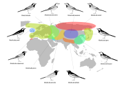 Breeding ranges of the major races