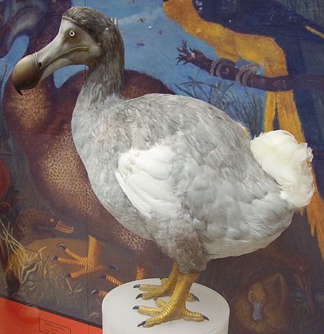 Image:Dodo 1.JPG