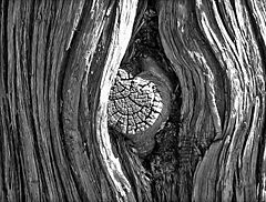 A knot on a tree at the Garden of the Gods public park in Colorado Springs, Colorado (October 2006).