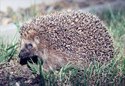 European Hedgehog