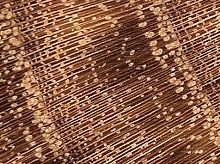 Black locust end grain, showing the ring-porous structure.