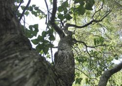 The twisty branch of a Lilac tree