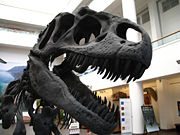 Skull of mounted Allosaurus skeleton at the San Diego Natural History Museum.