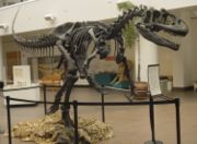 Allosaurus fragilis skeleton mounted in the lobby of the San Diego Natural History Museum.