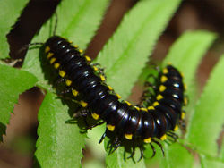 Harpaphe haydeniana, a myriapod