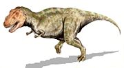 Life restoration of a Tyrannosaurus rex.