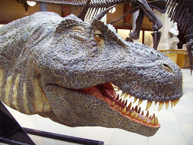 Image:T. rex head rhs.jpg