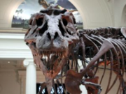 The eye-sockets of T. rex faced mainly forwards, giving it good binocular vision.