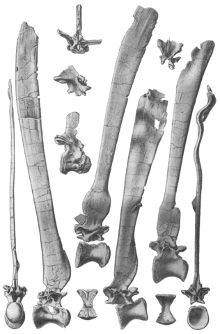 Image:Spinosaurus vertebrae.png