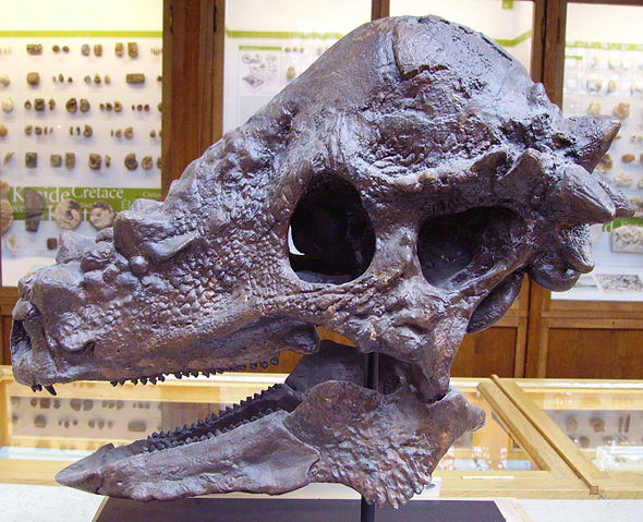 Image:Pachycephalosaurus skull.JPG