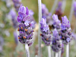 Lavender flowers