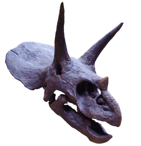 Image:Triceratops2.png