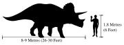 Triceratops compared in size with a human