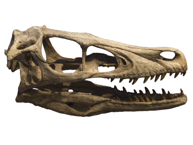 Image:Velociraptor skull cr�ne 2.png