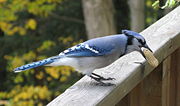 Whole peanuts and other shelled food items are carried off in the beak to a comfortable spot to be dealt with at leisure.