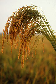 Nearly all the food we eat comes (directly and indirectly) from plants like this American long grain rice.