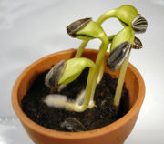 Germinating sunflower seedlings.