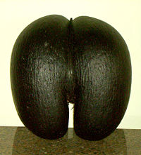 The massive fruit of the coco de mer.