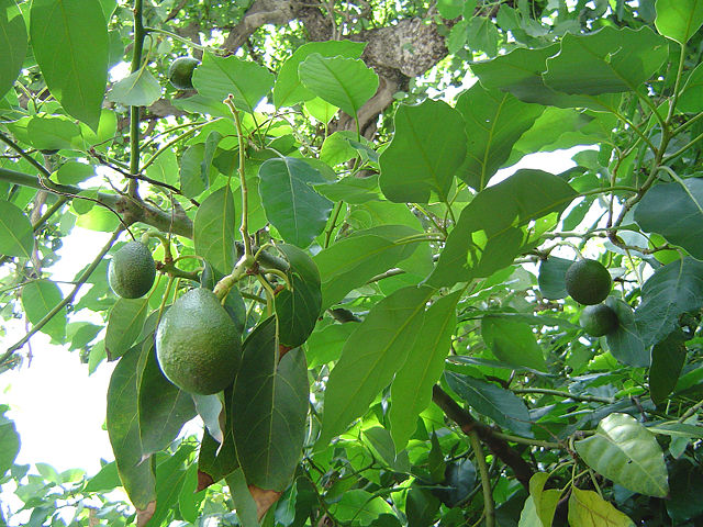 Image:Avocado fruitnfoliage.jpg