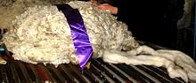 Fleece of fine New Zealand Merino wool & combed wool top on a wool table.