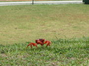 Christmas Island red crab