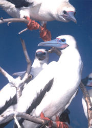 Red-footed Boobies