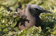 Common Noddy