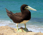 Brown Booby