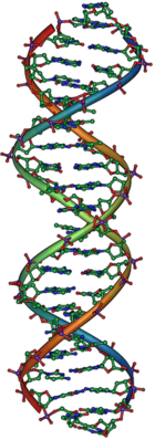 DNA determines the genetic structure of all life