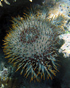 Crown-of-thorns starfish