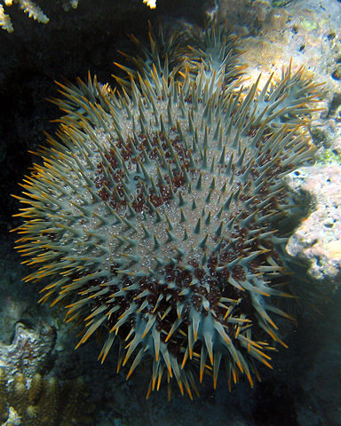 Image:CrownofThornsStarfish Fiji 2005-10-12.jpg