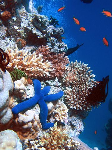 Image:Blue Linckia Starfish.JPG