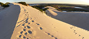 Coastal dunes on the Kurnell Peninsula