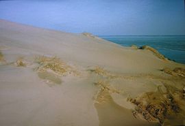 Coastal dunes in Curonian spit.