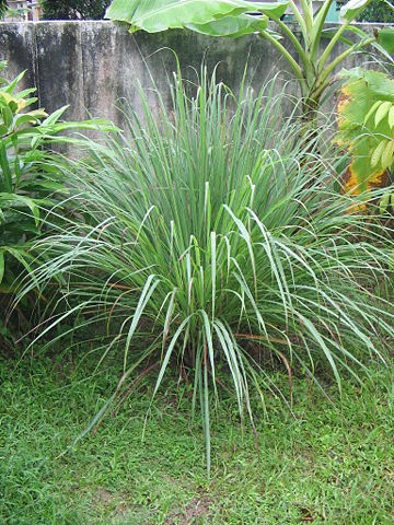 Image:YosriNov04Pokok Serai.JPG