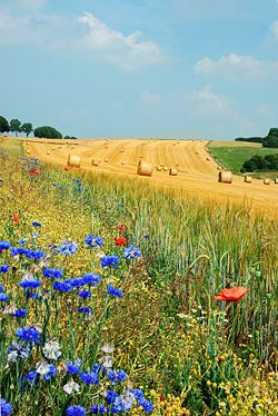 A field in summer