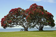 Pōhutukawa trees