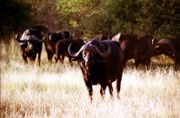 Buffalo herd.